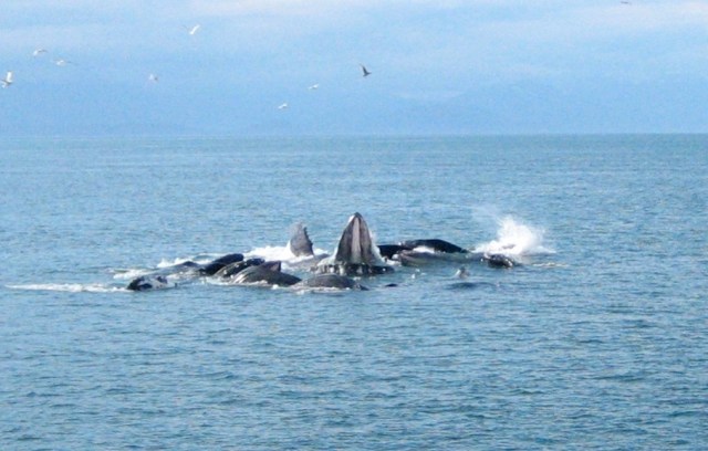 17660114570_c04b2af9ec_o