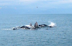 17660114570_c04b2af9ec_o