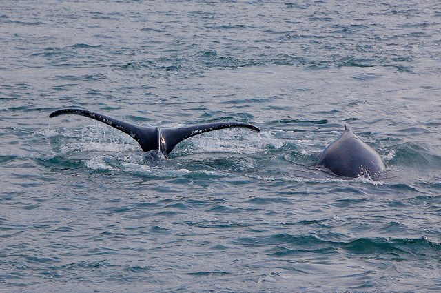 17843769572_0be6ff37c5_k