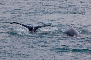 17843769572_0be6ff37c5_k