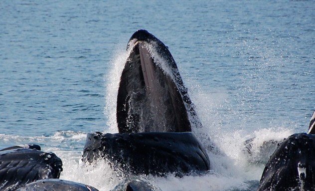 17846092055_cdfe22e838_b