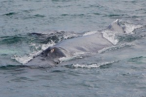 Humpback whale