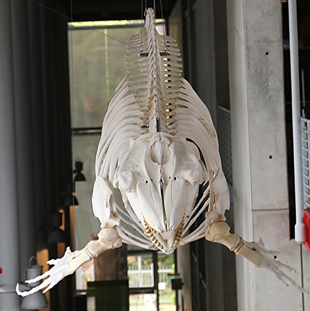 18016037680_d13b8f30a2_o