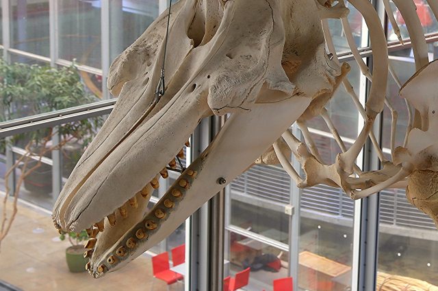 18182342801_0f152dce77_k