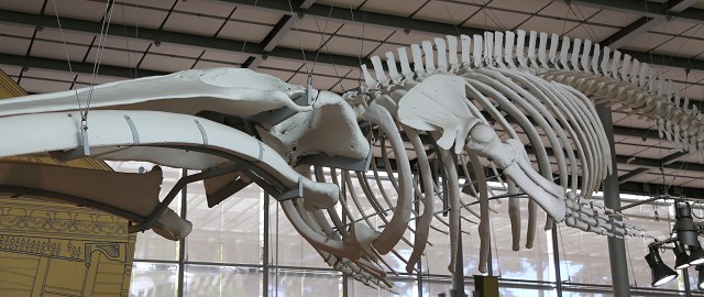 Blue Whale18204939131_ab0b4836d7_k