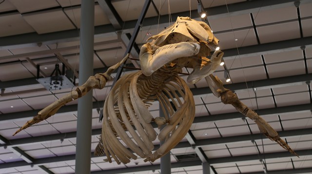 Grey Whale18204939731_f69eecb43a_k