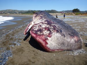 18377274008_3490082081_k