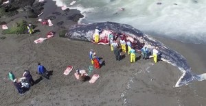 18378411898_f5397c0b87_o