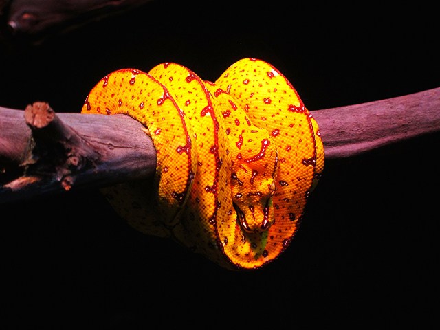 Morelia viridis18399138824_510cf00ea1_k