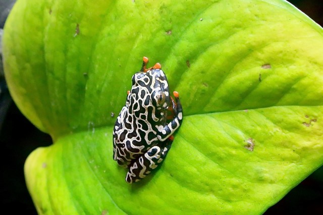 Riggenbach's reed frog18517011003_c5ff421b61_h