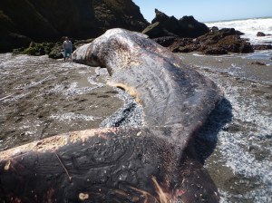 18639770676_ff60f26a21_k