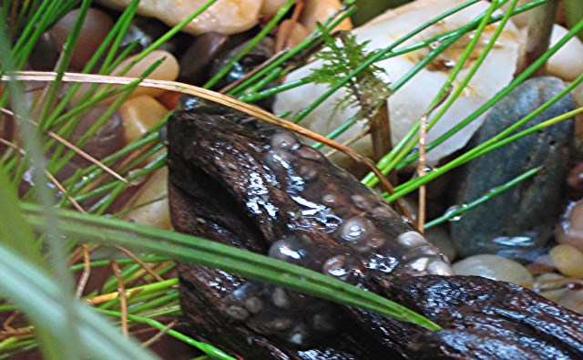 Riggenbach's reed frog18691210596_603d27a367_o