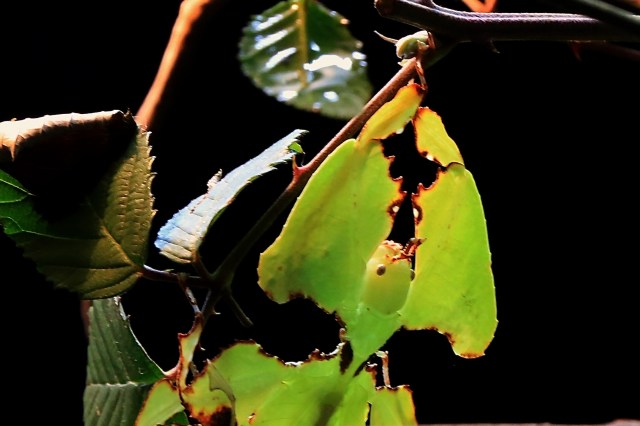 Giant Malaysian leaf insect18951496529_05edfe0096_o