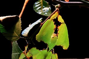 Giant Malaysian leaf insect18951496529_05edfe0096_o
