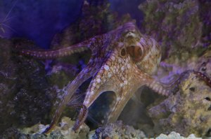 Day Octopus18951497979_689df28bef_k