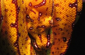 Morelia viridis19021843505_b2a60523a7_o