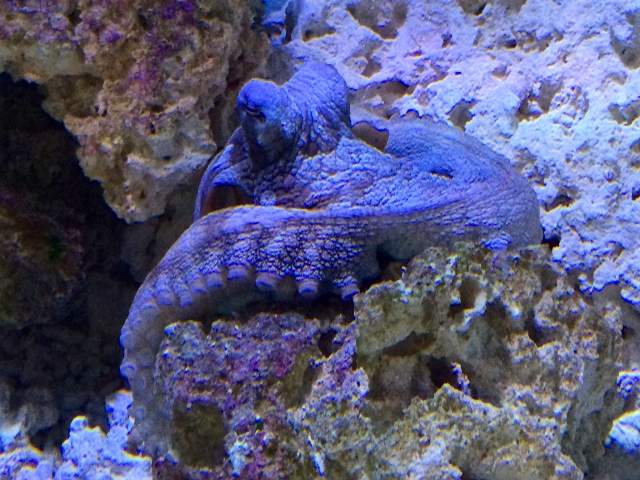 Day Octopus19111242362_db83003f76_k