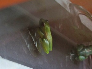 Riggenbach’s reed frog19111242432_cdd15294a9_o