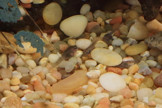 Riggenbach's reed frog19111466876_92958680e5_o