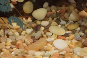 Riggenbach’s reed frog19111466876_92958680e5_o