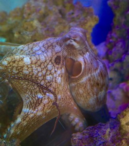 Day Octopus19111469106_9ae892ccdf_k