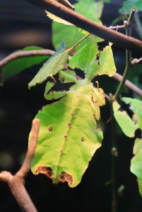 Giant Malaysian leaf insect19131910632_d71d7691e0_o