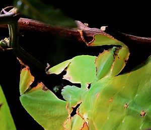 Giant Malaysian leaf insect19141065381_b24c18b8d4_o
