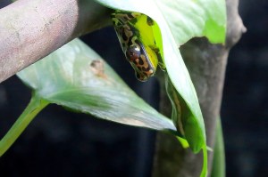 Riggenbach’s reed frog19141066501_5c2c36ca9e_h