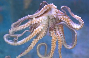 Day Octopus19250412808_d370c1b3de_k