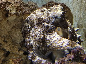 Day Octopus24528278254_e6eee950b7_k