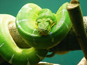 2775389133_49be5f6ab9_o