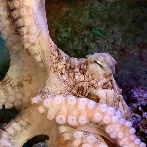 Day Octopus35224936355_a8a525cb9a_k