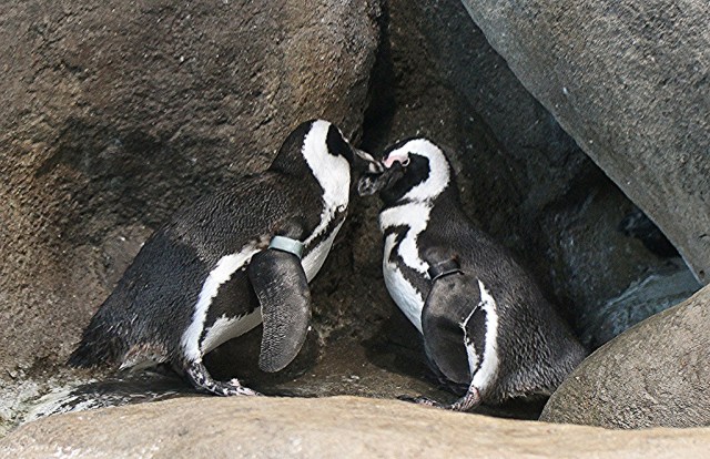 4544769957_4534b0d012_b