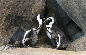 4544769957_4534b0d012_b