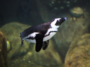 4545404530_496c8cf6b1_b