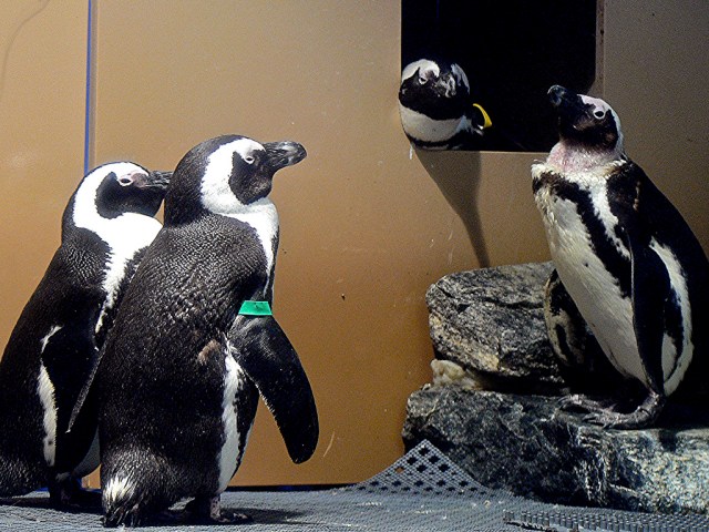 4546692496_18964c0e05_b