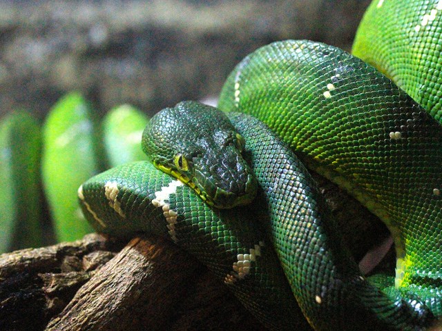 Corallus caninus4770065279_923bce3efd_b