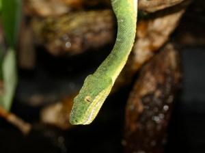 Corallus caninus5099438187_af0d2a4e3b_b