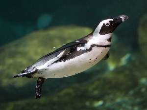 5230397759_d463c01f85_b