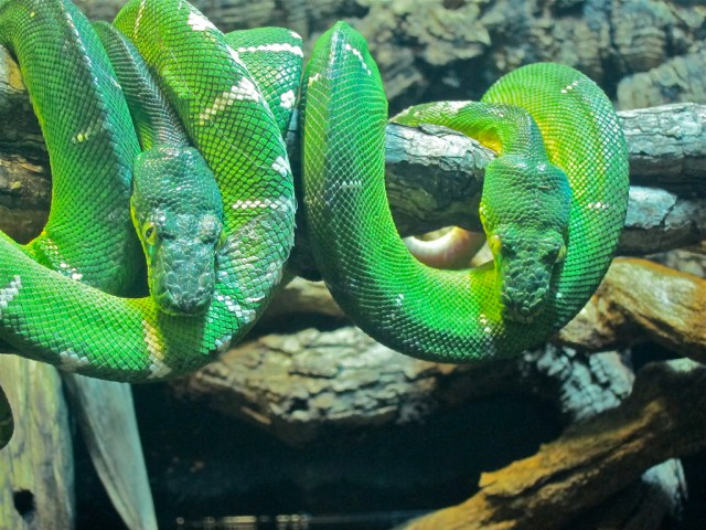 Corallus caninus5252794466_c85c5e40ef_b