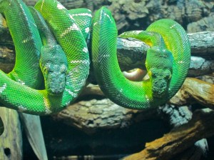 Corallus caninus5252794466_c85c5e40ef_b