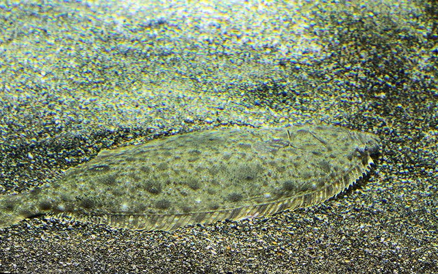 15947629781_cd65ceee5b_k