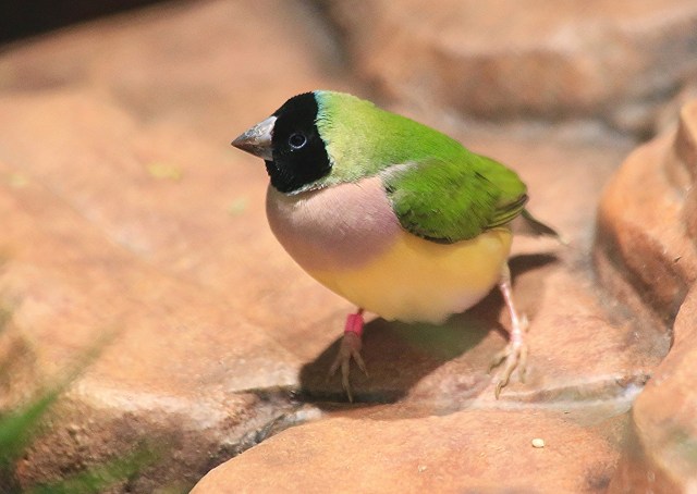 19141609684_ed98ac2735_k