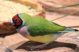Gouldian Finch 19141610094_37add50720_k