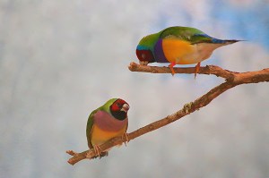 Gouldian Finch 19576184718_9576a1acb2_k