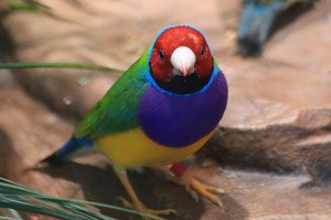 Gouldian Finch 19577587499_daaa661dd8_k