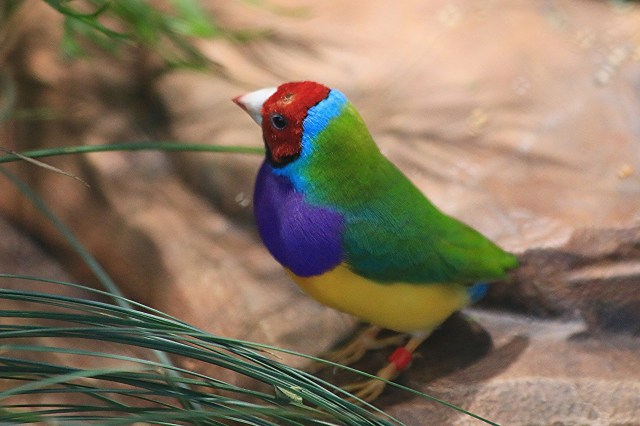 Gouldian Finch Gouldian Finch 19738034016_fc07c6e883_k