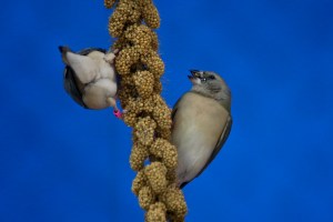 Erythrura gouldiae35185879332_43981b3d89_o