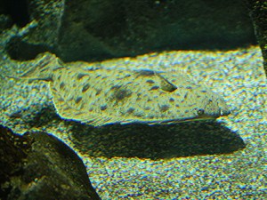 4330626298_aac443953f_b