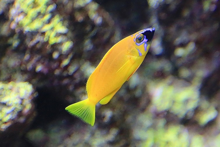 Golden hamlet18815471474_4ab1413005_k